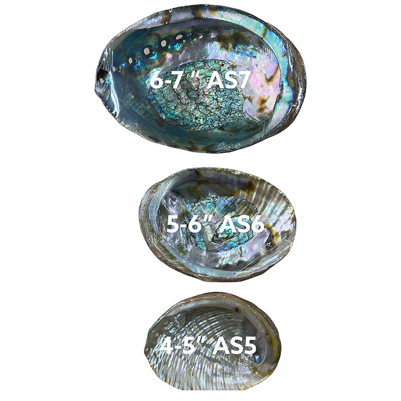 Concha de Abalone de 4-5 Pulgadas