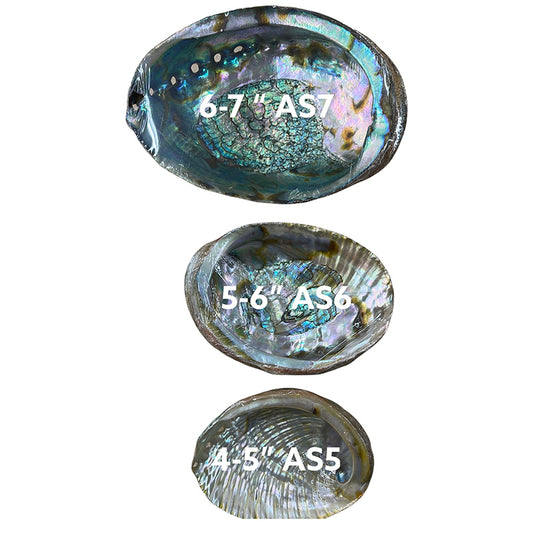 Concha de Abalone de 4-5 Pulgadas