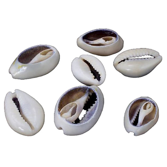 COWRIE ABIERTO 1LBS GRIS