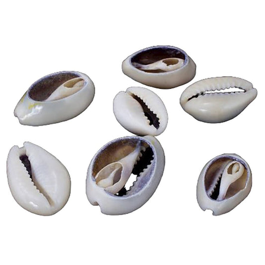 Cowry Abierto - 1 Kg