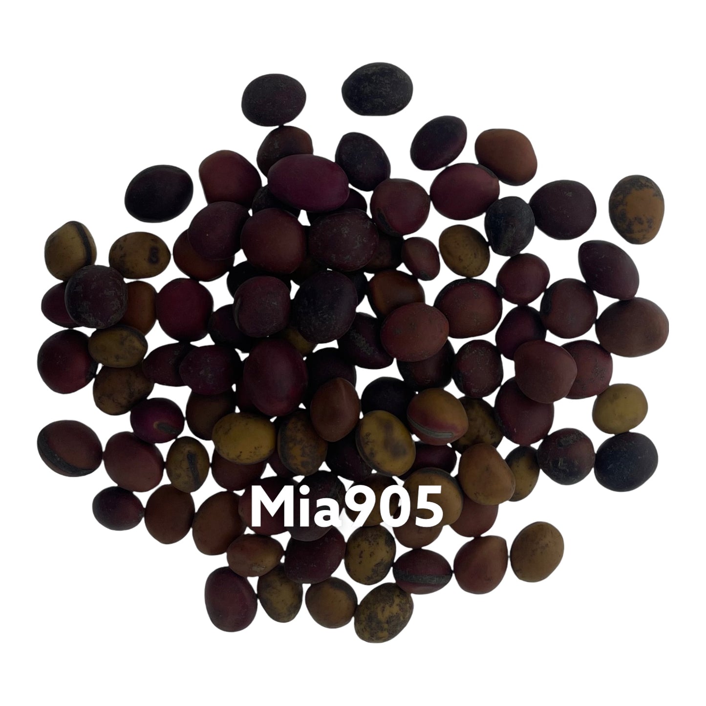 Mia905